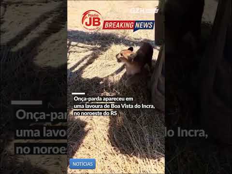 Onça parda aparece em Boa Vista do Incra