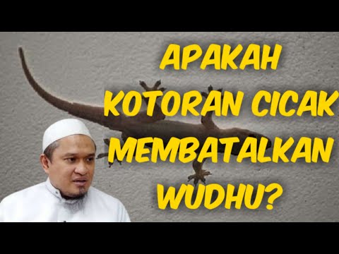 Apakah kotoran cicak najis? ustadz dzulqarnain ms @kajianfiqihsalafiyah9203