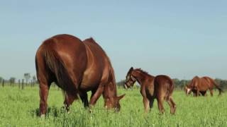 A General Overview of Diarrhea in Foals (Part 1 of 3)