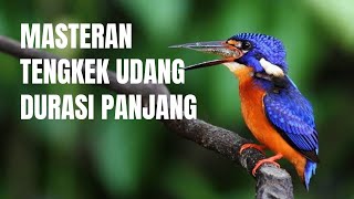 Download lagu Masteran tengkek raja udang untuk segala jenis burung kicau suara jernih!!! mp3
