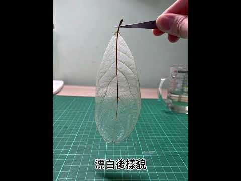 葉脈書籤 — 預處理葉子