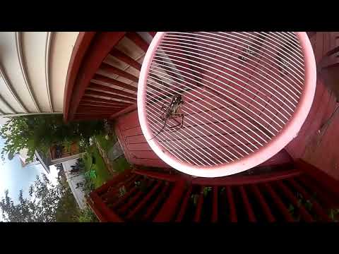 Spider kill with a 2700 volts zapper