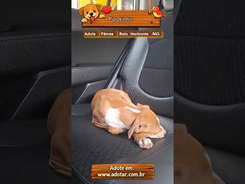 Vídeo de Pipokinha