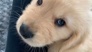 chewing does not stop! About the puppy's sweet bite problem