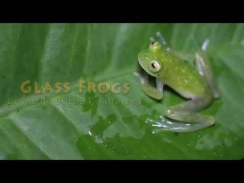 Four New Species Of See-Through Glass Frogs Discovered In Peru