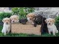 Labrador Retriever dogs for sale: Toby  - Video 1