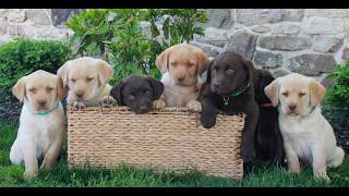 Video preview image #1 Labrador Retriever Puppy For Sale in MORGANTOWN, PA, USA