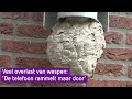 Extreme overlast van wespen in Achterhoek: 'Zo druk heb ik het nog nooit meegemaakt'