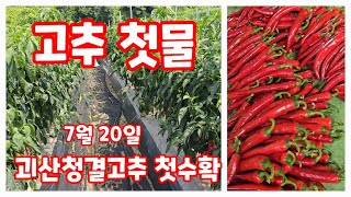 고추 첫물 땃습니다 첫 수확 괴산청결고추 코레곤 조생 세븐스타 [고추재배방법]