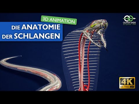 Die Anatomie der Schlangen - faszinierende 3D Animation