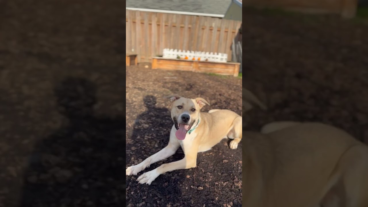 Buck, a Adoptable mixed breed in Junction City, OR video 6/6