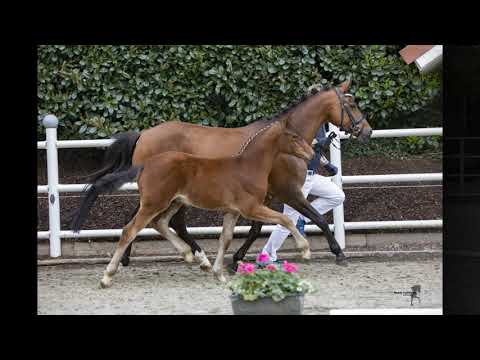 CHARMING BOY HF v. Celebration WE - Cyriac WE