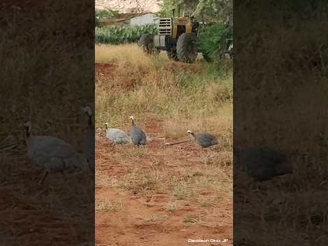 GALINHA-D'ANGOLA DO SÍTIO GINETE - SANTO ANDRÉ/PB 🦃