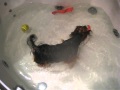 Dog Washing Machine