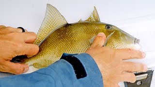 Fishing for Triggerfish, Trout, Snappers, Jacks while Battling Red Tide and Terrible Weather