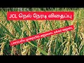 jclநெல் நேரடி விதைப்பு பாரம்பரிய முறையில் அறுவடை