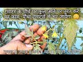 टमाटर के पौधे पर फूल आने पर तुरंत करें �