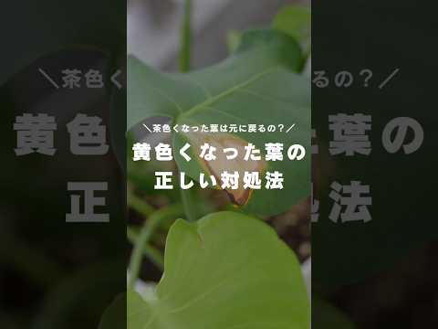 黒くなった植物の対処法は？美しい緑の葉を作るための4つの解決策!  庭園
