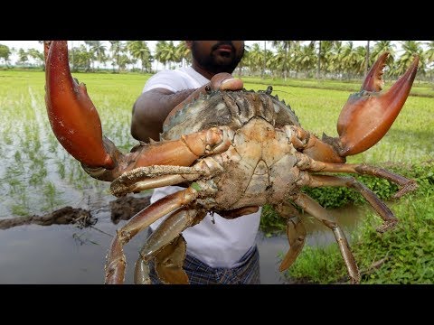 #Live Big Crabs Fastest Cleaning and Cutting | Crab Cutting Technique | my3 street food street food