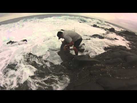 Giant Sandshark 173cm 19 01 2014