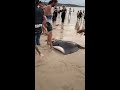 Angry Onlookers Confront Fishermen Who Pulled Enormous Stingray Onto Adelaide Beach