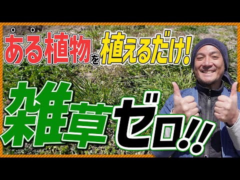 雑草をリサイクルするにはどうすればいいですか？何か我慢したり恐れたりすることはありますか？  庭園
