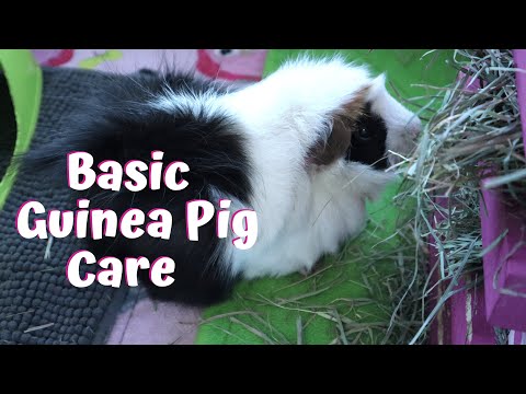 , title : 'BASIC GUINEA PIG CARE | guinea pig care for beginners'
