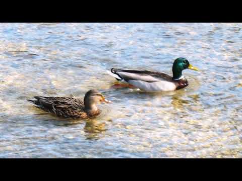 Samoborska rječica mala - Katica Razum