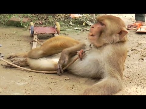 download lagu mp3 mp4 Video Video Sapna, download lagu Video Video Sapna gratis, unduh video klip Video Video Sapna