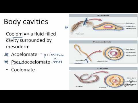 13.2.6 Body Cavities - Acoelomates, Pseudocoelomates, and---