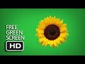 Free Green Screen Sunflower