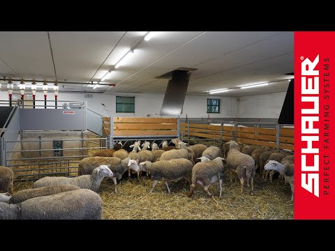 Moderner Stall für Milchschafhaltung in Österreich!
