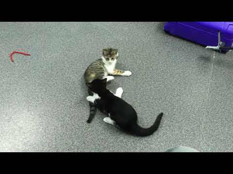 Spats and Kamilah wrestling, and Spats climbing my leg