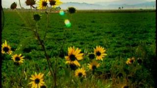 Morning Glory AEOLIAH