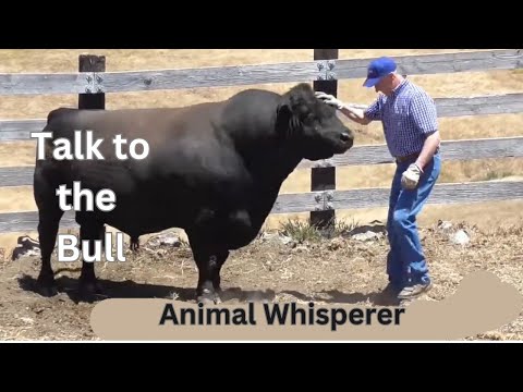 No Bull! Chester Talks to An Animal Communicator #telepathiccommunication #animalwhisperer