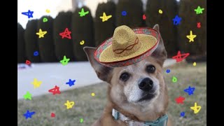 Vive Tus Sueños | Spanish Music Video