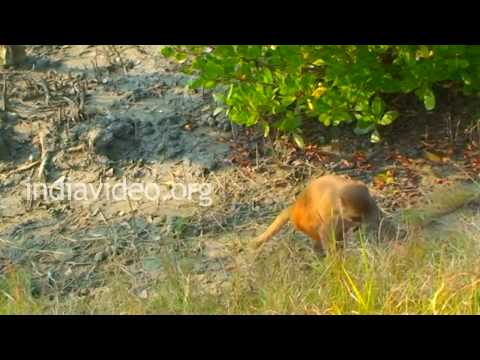 Sundarbans video