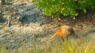 Sudhanyakhali Watchtower in Sundarbans, West Bengal 