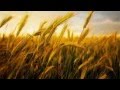 Campos de Oro - ETHNIA (Fields Of Gold en ...