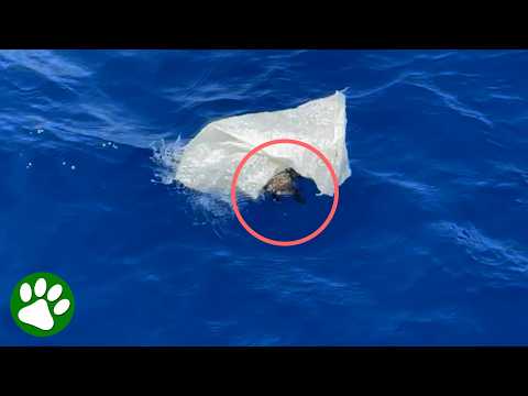 Marine biologists find floating garbage and realize it’s not just trash