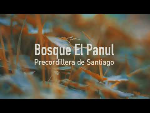 PUREZA dogman solar ft chystemc , calibre kensee y solohpablo.