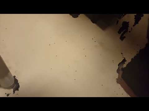 Cockroach Chaos in Freehold, NJ
