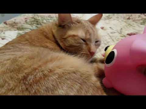 Jabber ball annoying cat!!!