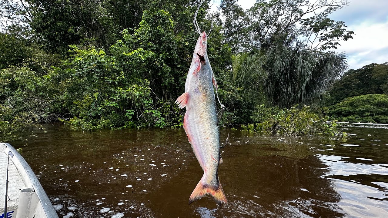 A ISCA QUE PEGOU O MAIOR PEIXE DE COURO DAS AMÉRICAS