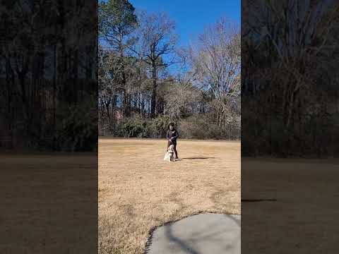 Pups and Paws Dogtraining LLC video.