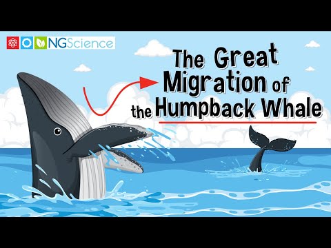 The Great Migration of the Humpback Whale