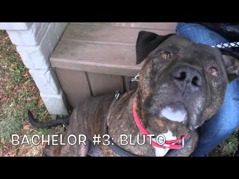 Happy Valentine's Day from the CAHW!