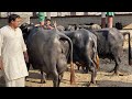 Top Level Breeder In Punjab Faisalabad Rana Abdul Sattar Dairy Farm