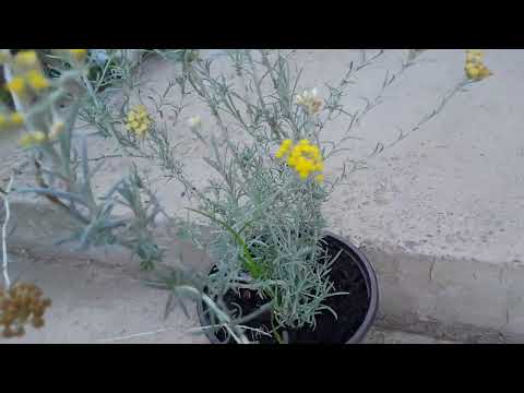 SMILjE lekovita biljka 🌿