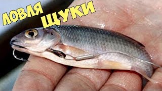 Ловля хищника на живца для начинающих